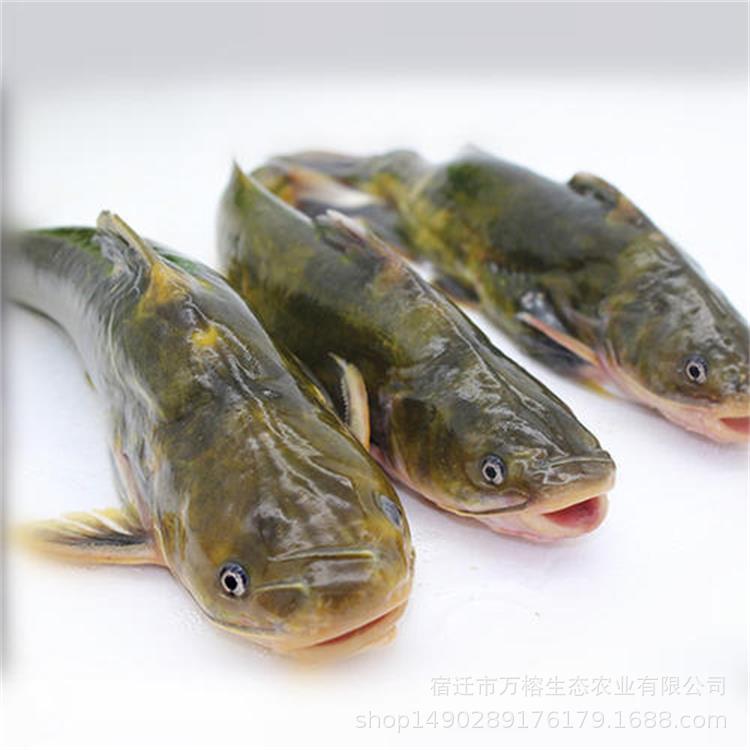 黄颡鱼