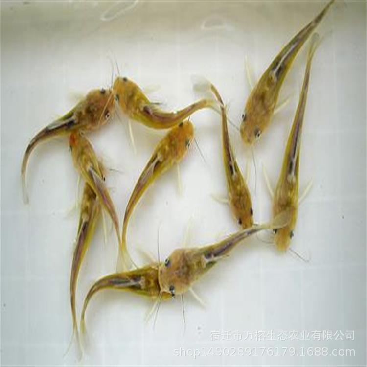 黄颡鱼
