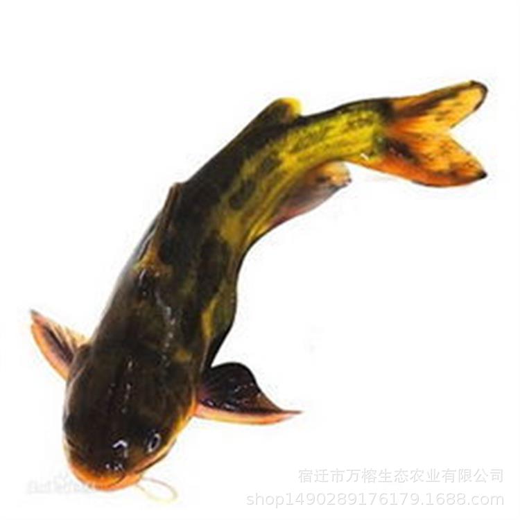 黄颡鱼