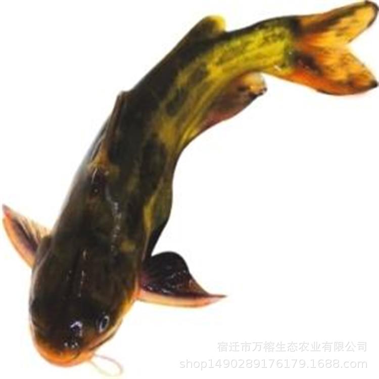 黄颡鱼