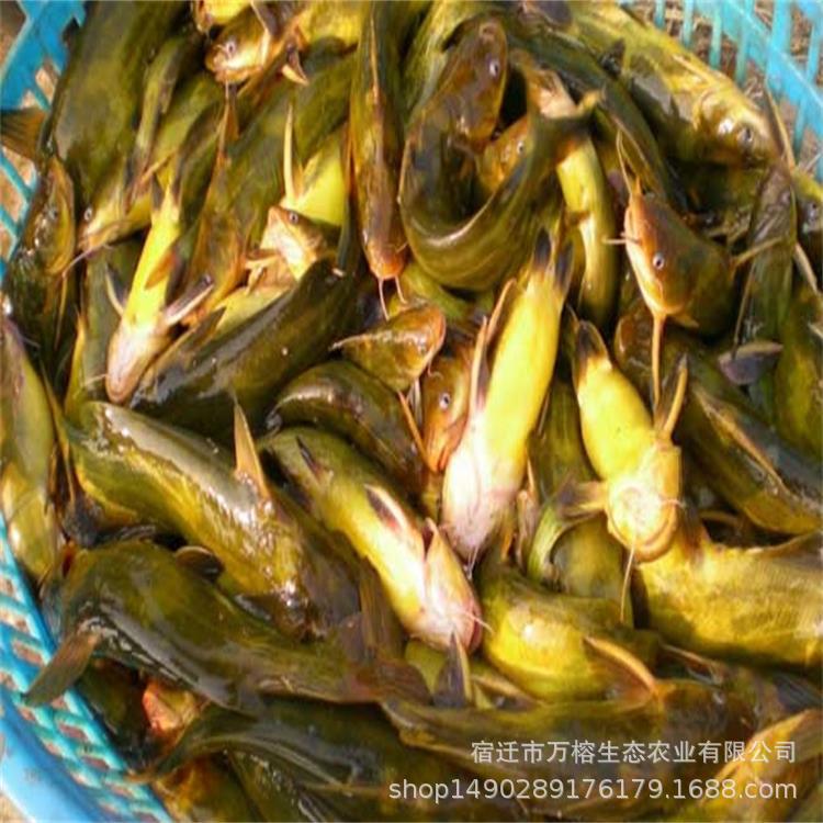 黄颡鱼