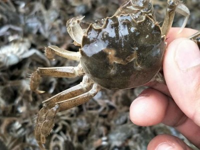 50-200头螃蟹苗养殖 高成活率蟹苗批发鲜活大闸蟹苗 长江系河蟹苗图3