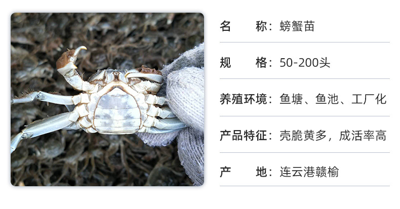 螃蟹苗内页_04