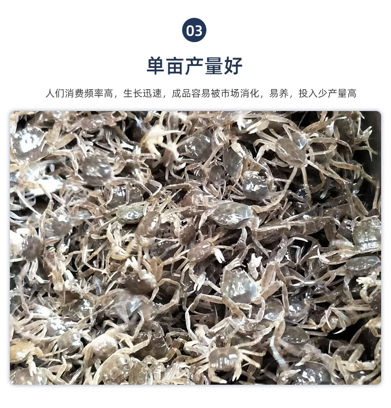 螃蟹苗内页_08