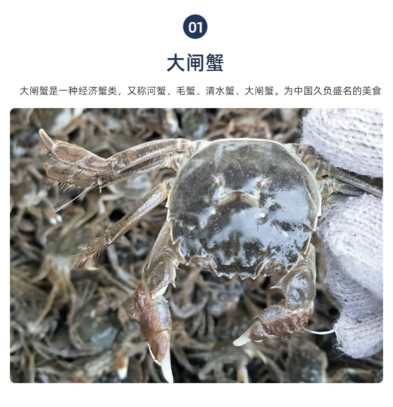 螃蟹苗内页_06
