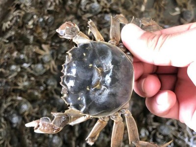 高质量淡水螃蟹 大眼豆蟹 扣蟹70-80头 高成活率蟹图2