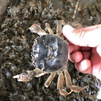 高质量淡水螃蟹 大眼豆蟹 扣蟹70-80头 高成活率蟹