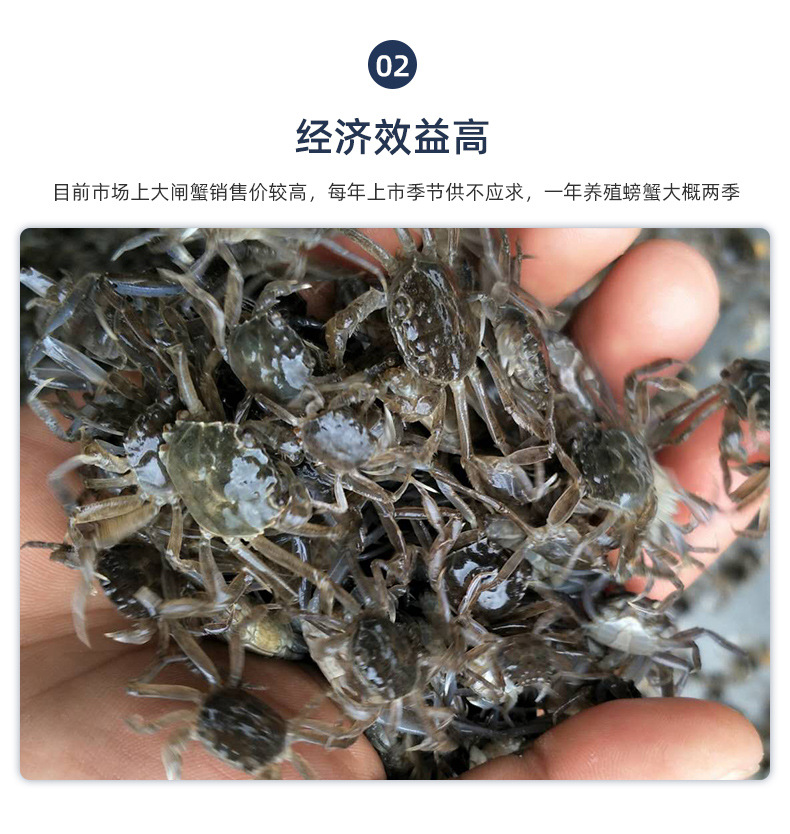 螃蟹苗内页_07