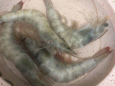 连云港水产冰冻海鲜大虾3.6斤装 海虾40-50 海鲜速冻对虾图4