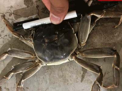 江苏大闸蟹螃蟹现货巨大全母蟹养殖批发鲜活水产大闸蟹图2