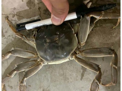 江苏大闸蟹螃蟹现货巨大全母蟹养殖批发鲜活水产大闸蟹图5