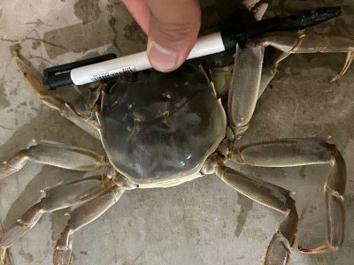 江苏大闸蟹螃蟹现货巨大全母蟹养殖批发鲜活水产大闸蟹图3