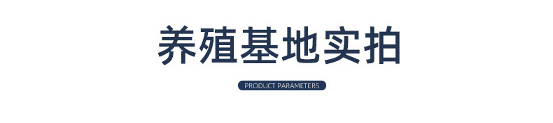 螃蟹苗内页_16