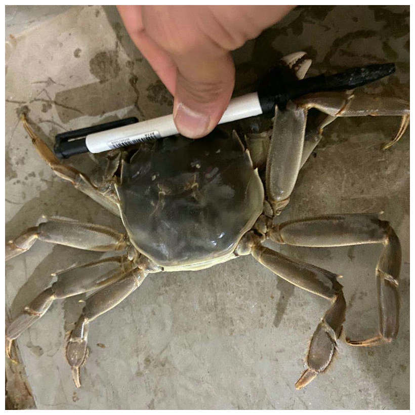 母蟹_副本_副本