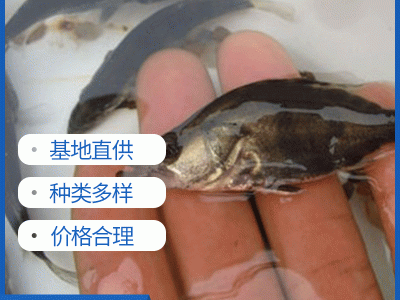 桂鱼苗 淡水鳜鱼苗水产养殖空运包活到家淡水桂花鱼苗活体图1