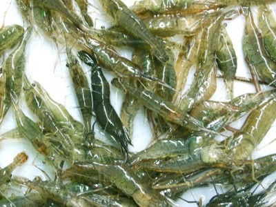现货供应活体小对苗虾 淡水养殖龙虾苗对虾苗 青虾苗基围虾苗图4