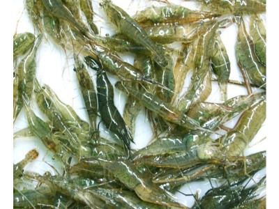 现货供应活体小对苗虾 淡水养殖龙虾苗对虾苗 青虾苗基围虾苗图5