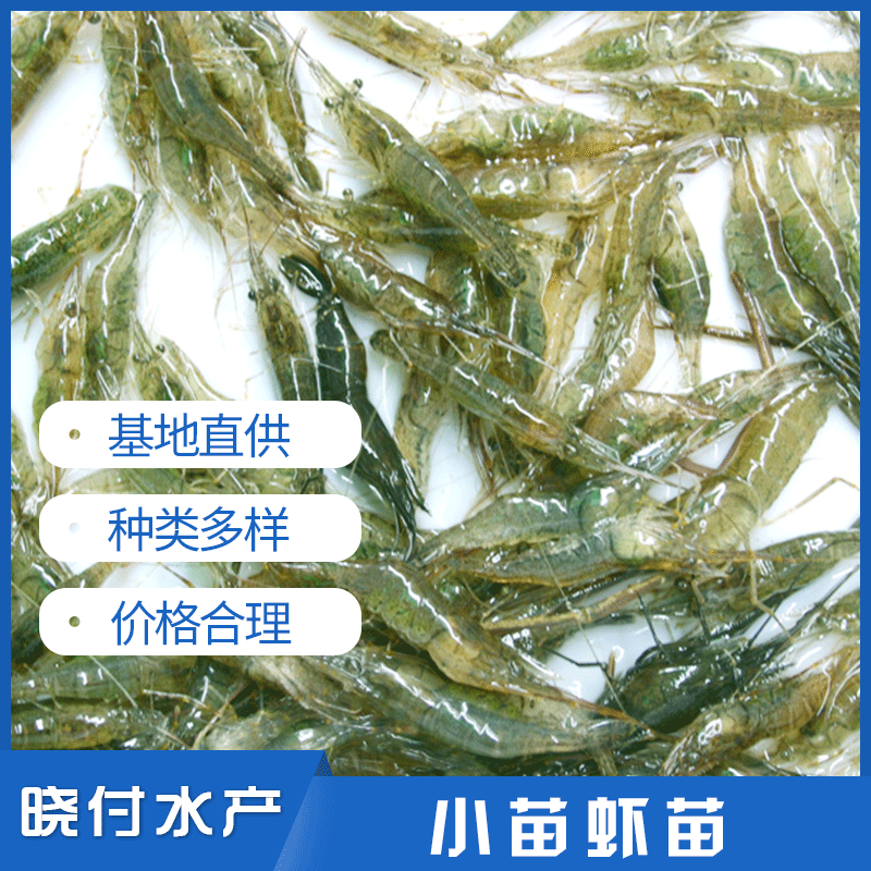 小苗虾苗主图