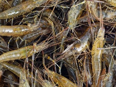 现货供应活体小对虾苗 淡水养殖龙虾苗对虾苗 青虾苗基围虾苗图2