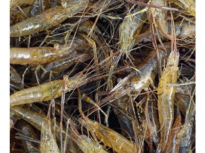 现货供应活体小对虾苗 淡水养殖龙虾苗对虾苗 青虾苗基围虾苗图5