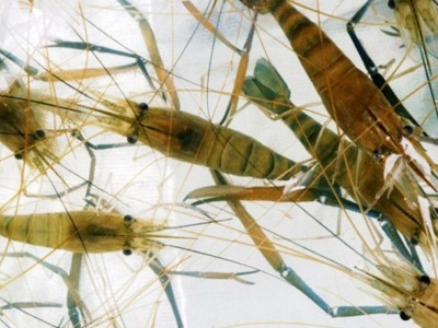 虞晓付虾苗活体小对虾苗 淡水养殖龙虾苗对虾苗 青虾苗基围虾苗图4