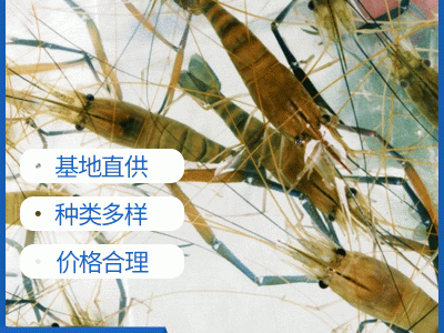 虞晓付虾苗活体小对虾苗 淡水养殖龙虾苗对虾苗 青虾苗基围虾苗图3