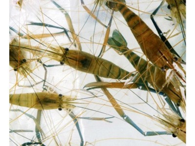 虞晓付虾苗活体小对虾苗 淡水养殖龙虾苗对虾苗 青虾苗基围虾苗图5
