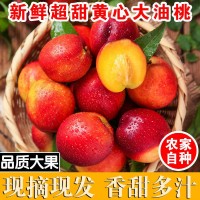 现摘黄肉油桃新鲜脆甜可口应季水果甜桃子脆桃非毛桃桃子3/5斤装