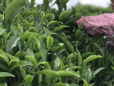 潮州新茶海拔650米高山秋大乌叶散装单枞茶清香兰花香秋茶纸袋图4