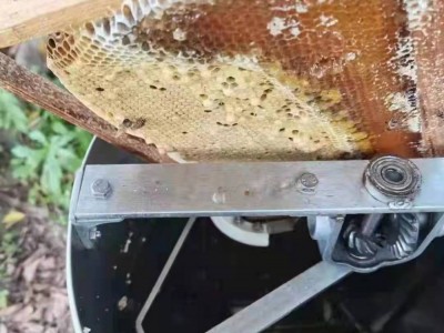 两斤瓶装蜂蜜产品春自产深山蜂场土蜂蜜现货瓶装农家土特产龙眼蜜图3