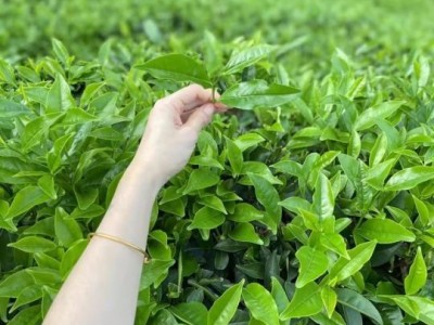 潮州饶平科发茶叶批发高山春单枞茶浓香型罐装散装礼盒装纸装图4