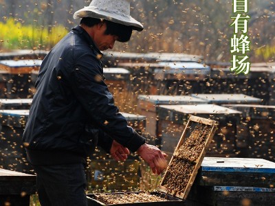 蜂蜜批发工厂直销480g挤压式土蜂蜜洋槐蜜椴树蜜瓶装烧烤蜜图2