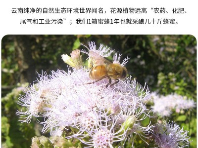 雪域蜂源云南高原土蜂蜜结晶蜜专柜同款批发图5