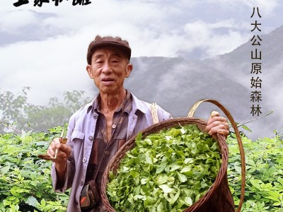 2022年爱尚园森林七叶甘味绞股蓝张家界原产地厂家一手货源图3