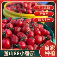批发新鲜现摘当季生吃水果小西红柿 一件代发釜山88小番茄圣女果