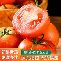云南基地直供新鲜番茄现摘先西红柿现货批发酸甜多汁5斤装番茄