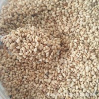 五谷杂粮 熟 白芝麻饱满皮薄口感好后味香醇 厂家现货代加工
