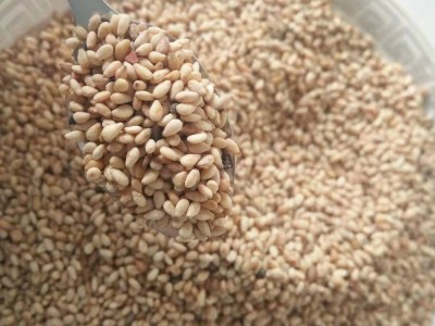 五谷杂粮 熟 白芝麻饱满皮薄口感好后味香醇 厂家现货代加工图5