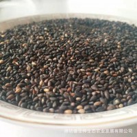 九蒸九晒黑芝麻丸零食厂家直销手工丸子招代理黑芝麻丸代发多规格
