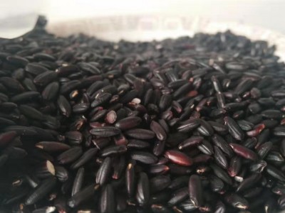 低温烘焙熟五谷黑米药食兼用营养煮粥食品量大价低图4