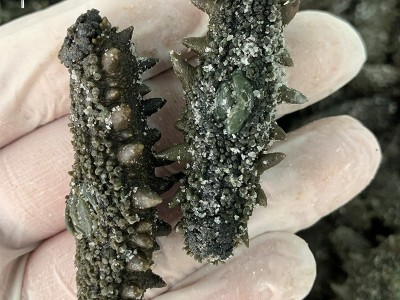 大连大火拉缸盐半干原料批发可做国标干货即食海参图2