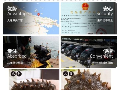大连冷蒸即食海参 水产批发辽参即食海参500g散装海参大连图5