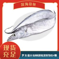 带鱼 海鲜 规格齐全 钓带网带 板冻条冻 新鲜现货 可加工带鱼