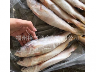 野生小黄鱼 黄花鱼 黄鱼干 冰鲜黄鱼 现货 长期可供应图5