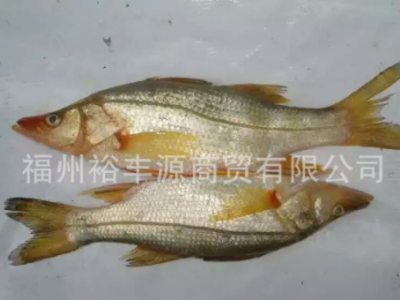 冻鲈鱼海鲈鱼/野生金目鲈/富贵鱼/野生鲈鱼/腌制鲈鱼/开片鲈鱼图5