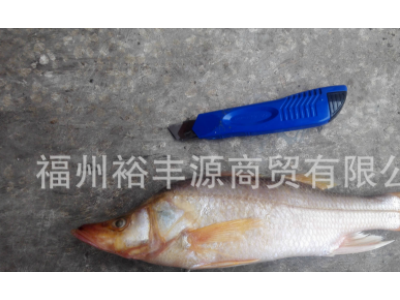 冻鲈鱼海鲈鱼/野生金目鲈/富贵鱼/野生鲈鱼/腌制鲈鱼/开片鲈鱼图3