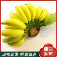 当季佳丽香蕉 香甜软糯新鲜孕妇水果小贩地摊货源banana农场整箱