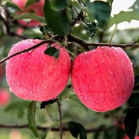现货陕西洛川高原红富士新鲜苹果 脆甜多汁新鲜水果 带箱10斤批发