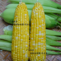 超甜金银粟2号玉米种子蔬菜种子（200克/包）广东省农科院选育