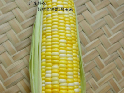 超甜金银粟2号玉米种子蔬菜种子（200克/包）广东省农科院选育图3